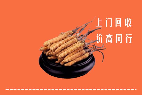 附近收购：乌兰察布冬虫夏草回收多少钱每克